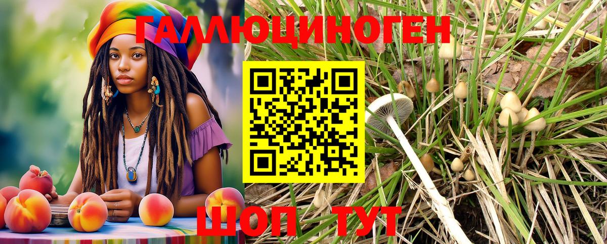 Галлюциногенные грибы Psilocybine cubensis Михайловка